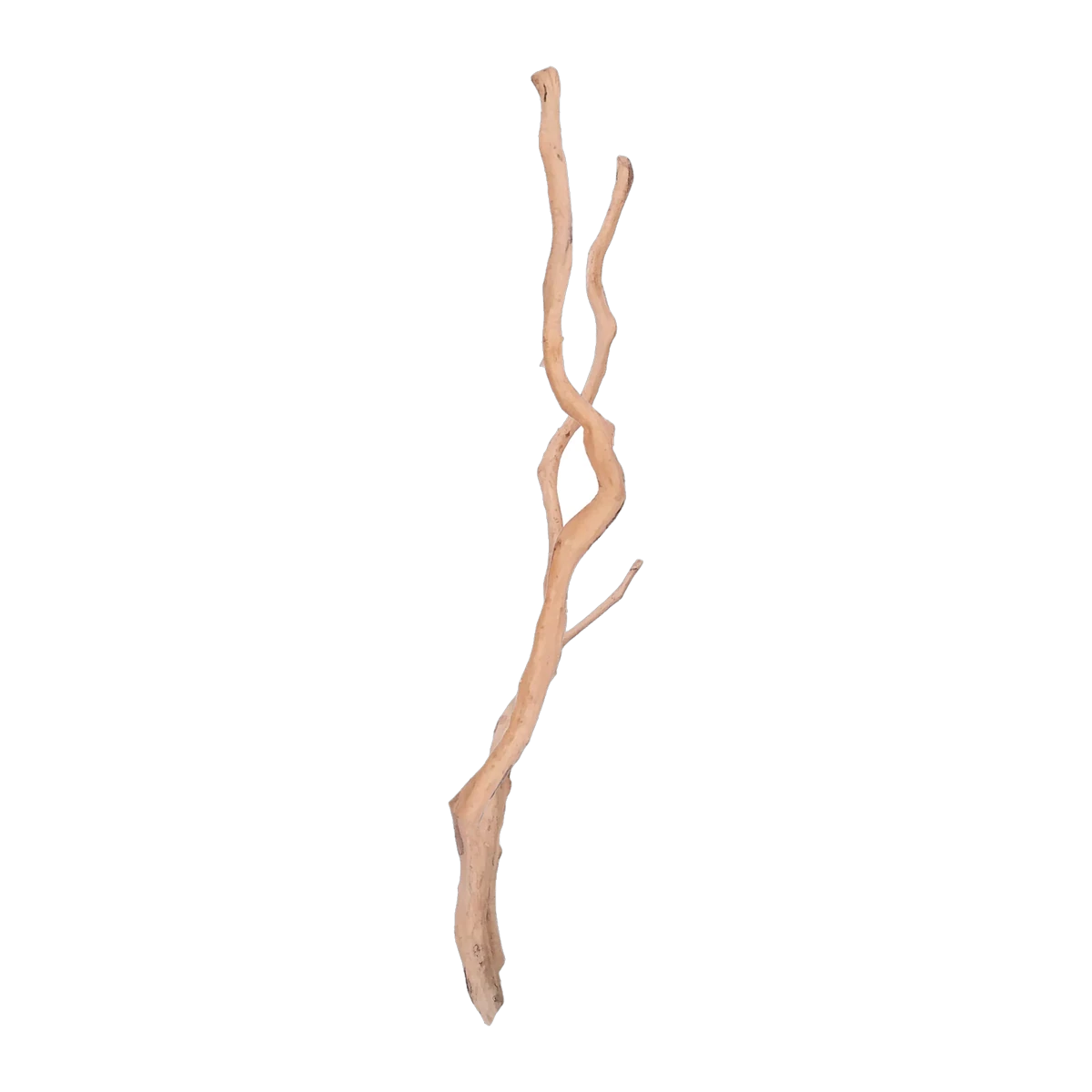 Bioscape Long Spider Wood 90cm 22 per Box