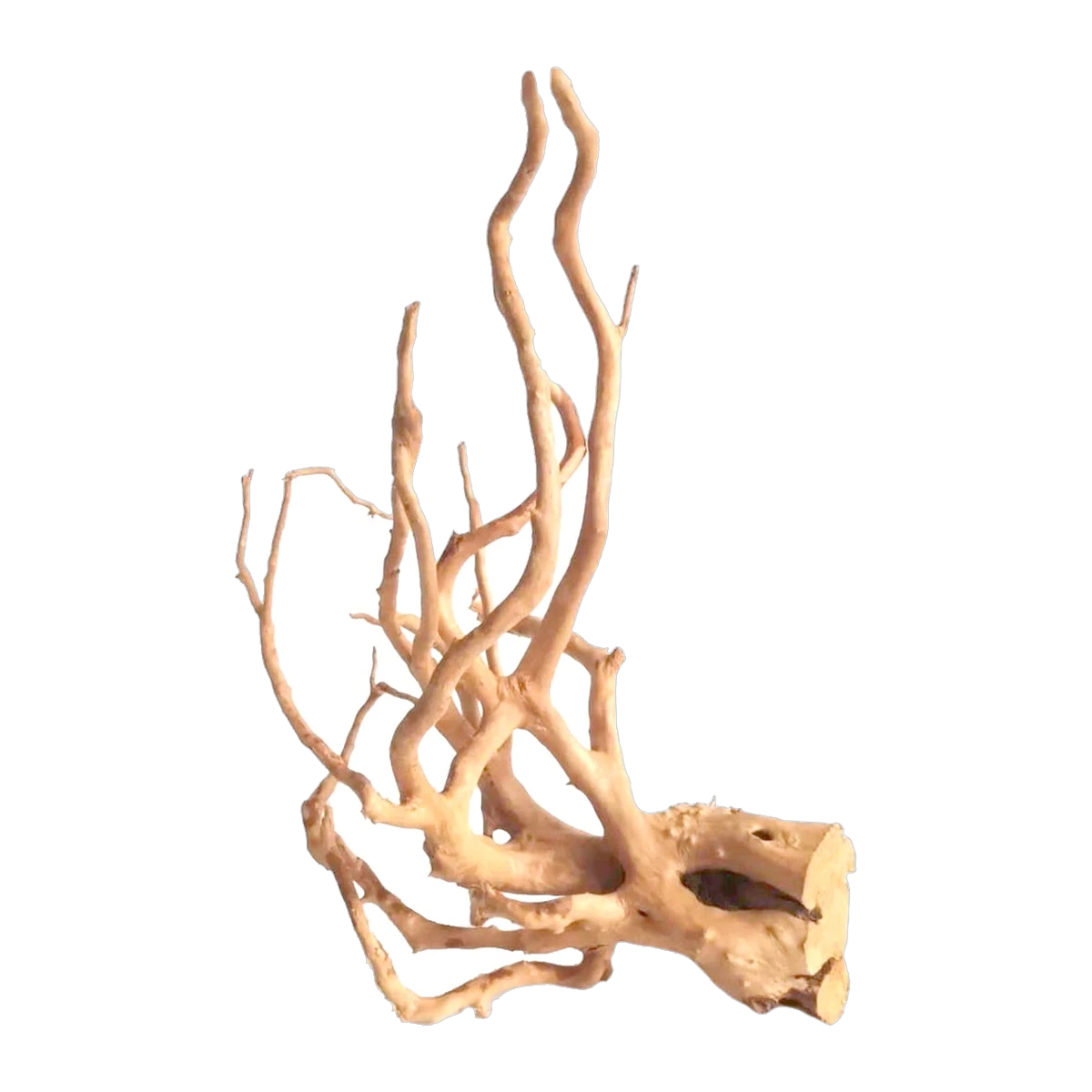 Bioscape Spider Wood Medium 30 - 40cm