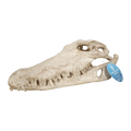 Bioscape Crocodile Skull 28 x 13 x 9cm