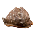 Bioscape King Helmut Shell 16cm