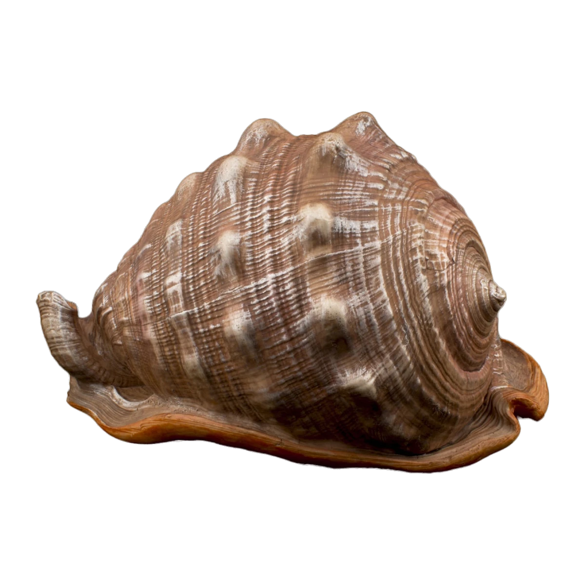 Bioscape King Helmut Shell 16cm