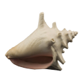 Bioscape Milk Conch Shell 15cm