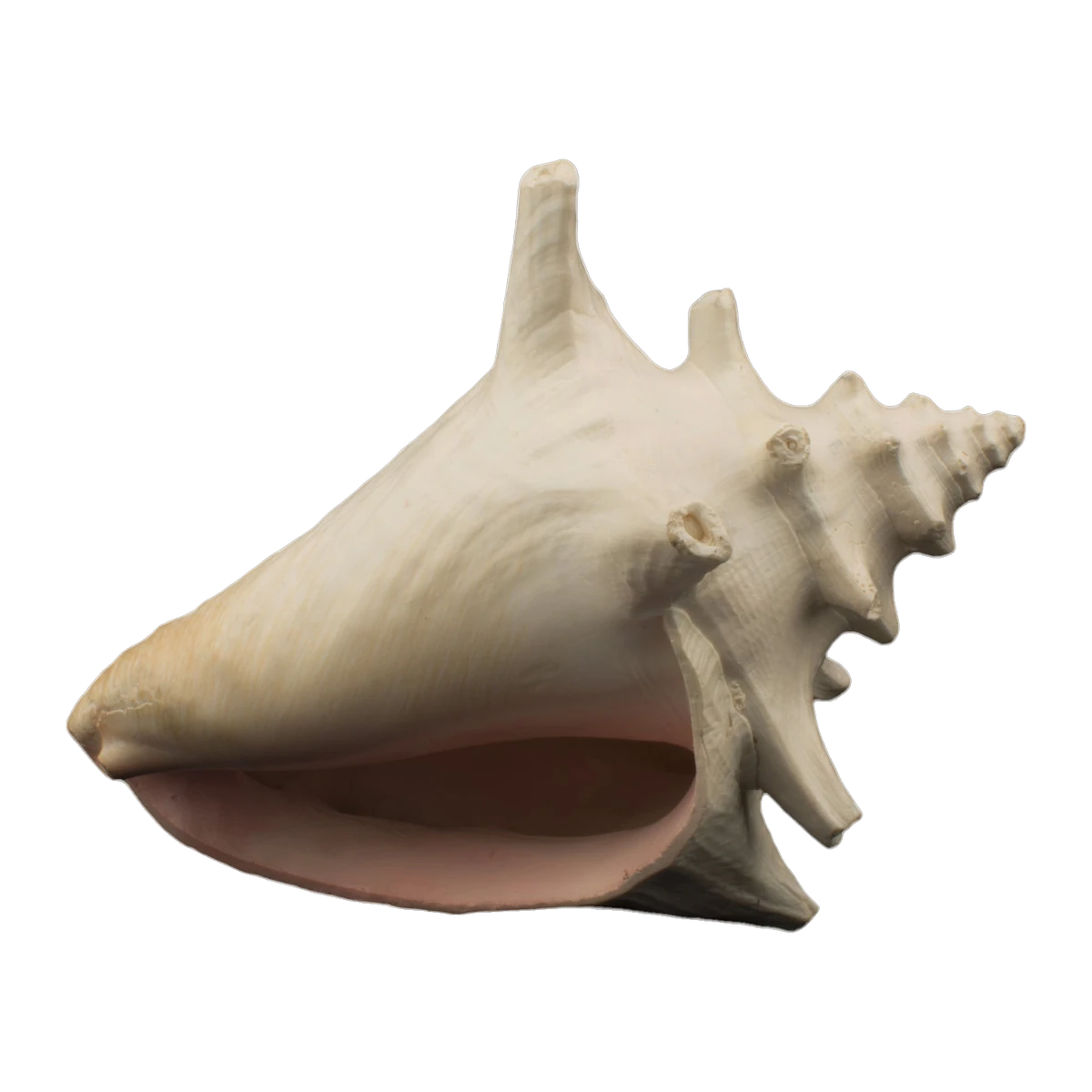 Bioscape Milk Conch Shell 15cm