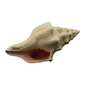 Bioscape Murex Shell 17.5cm