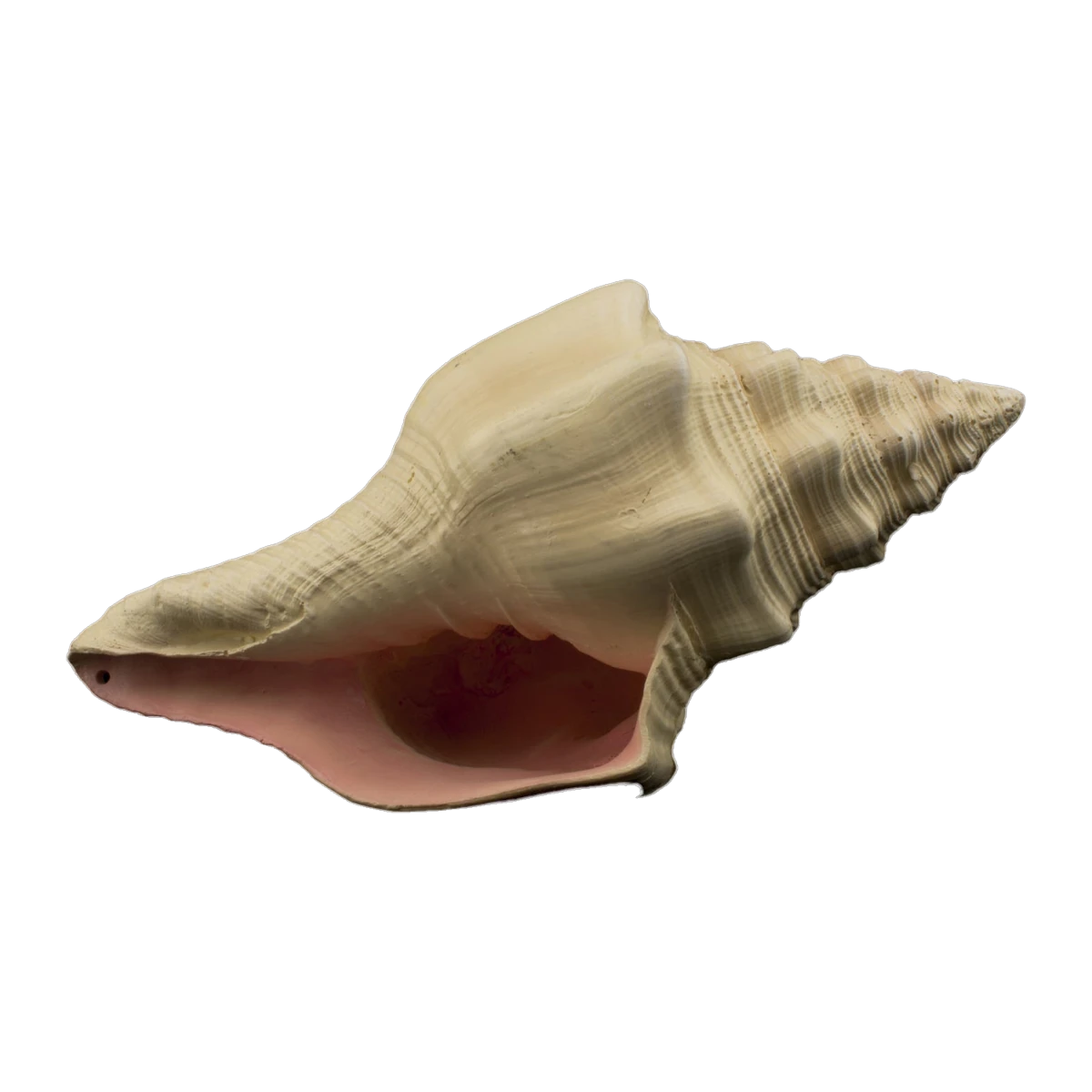 Bioscape Murex Shell 17.5cm