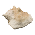 Bioscape Queen Conch Shell 22cm
