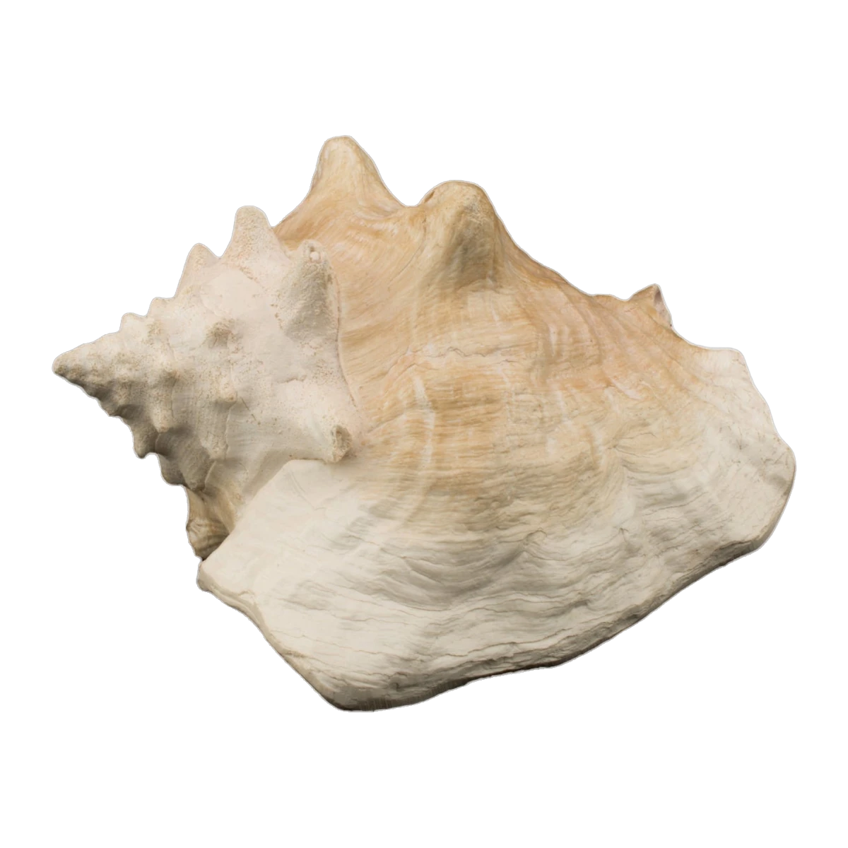 Bioscape Queen Conch Shell 22cm