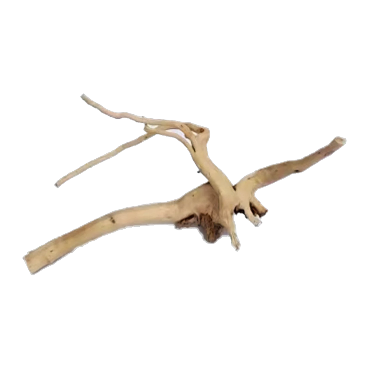 Bioscape Spider Wood Small 20 - 30cm 20 Pieces