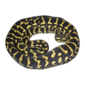 Black and Gold Jungle Python | Morelia spilota cheynei