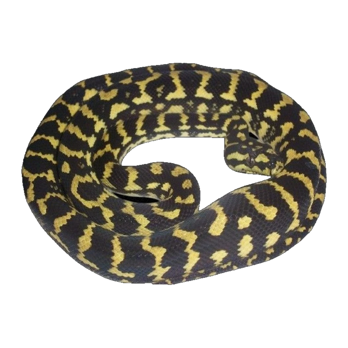 Black and Gold Jungle Python | Morelia spilota cheynei