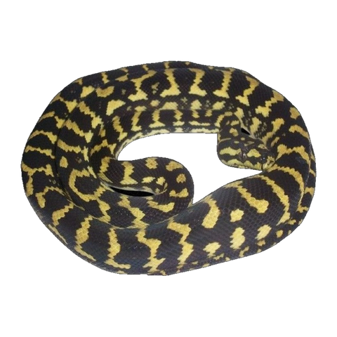 Black and Gold Jungle Python | Morelia spilota cheynei