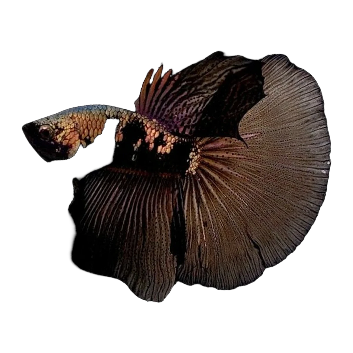 Black And White Samurai Halfmoon Male