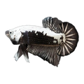 Black And White Samurai Male