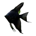 Black Angelfish