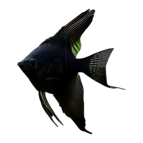 Black Angelfish