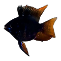 Black Balloon Ram