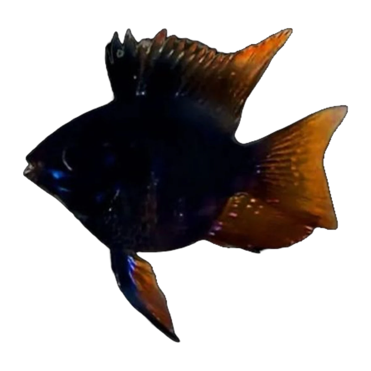 Black Balloon Ram