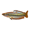 Black Banded Rainbowfish