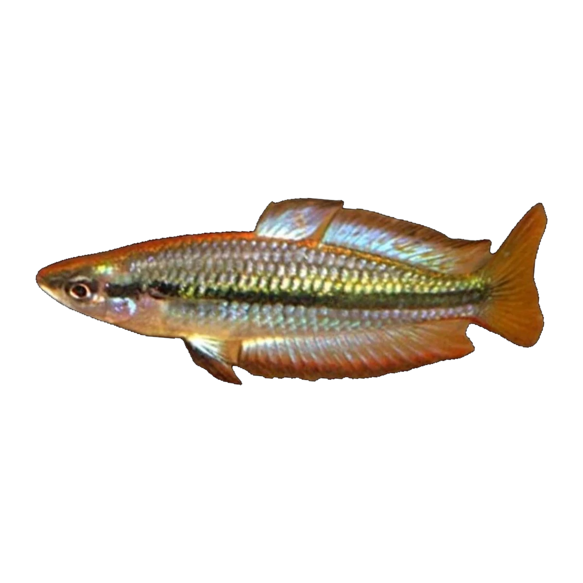 Black Banded Rainbowfish