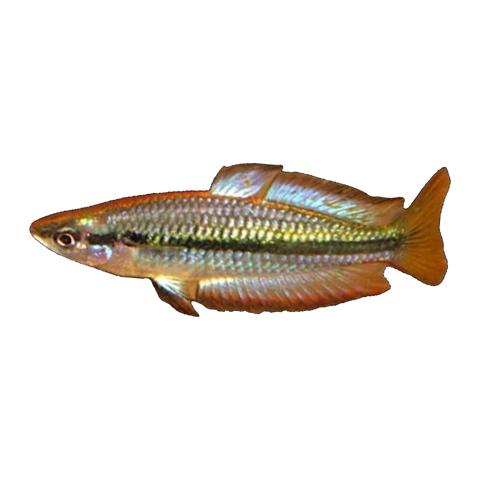 Black Banded Rainbowfish