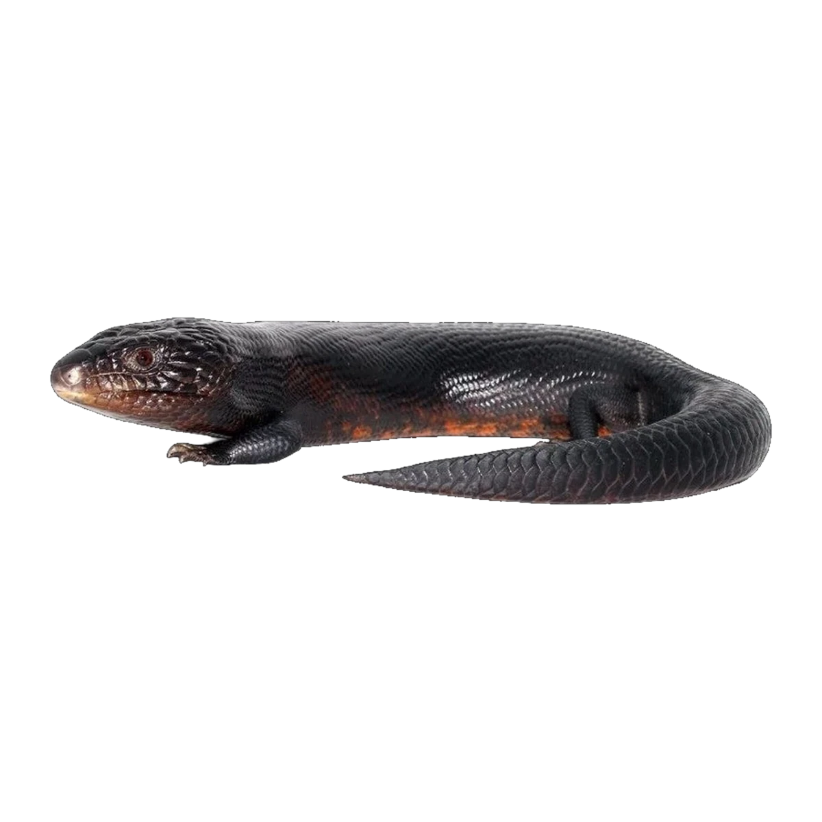 Black Blue Tongue Lizards | Tiliqua scincoides scincoides