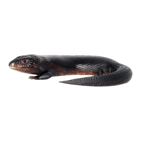 Black Blue Tongue Lizards | Tiliqua scincoides scincoides