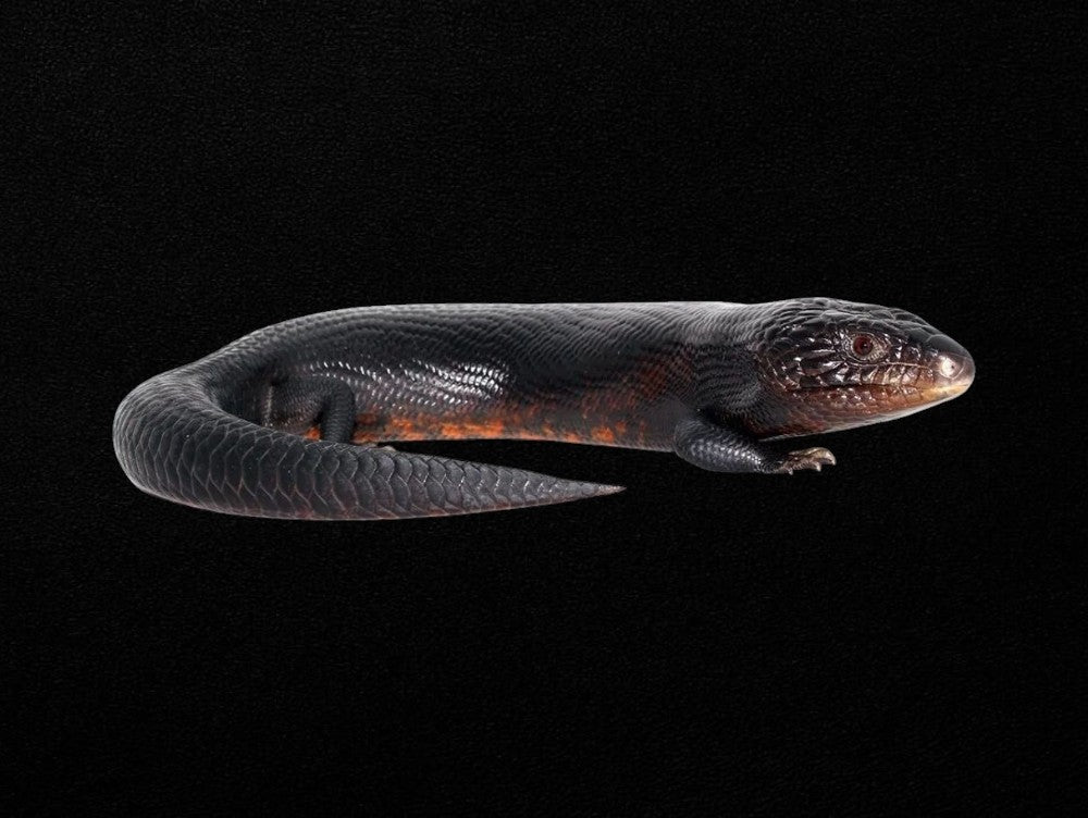 Black Blue Tongue Lizards | Tiliqua scincoides scincoides