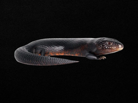 Black Blue Tongue Lizards | Tiliqua scincoides scincoides