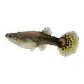 Black Body Dragon Guppy Female | Poecilia reticulata