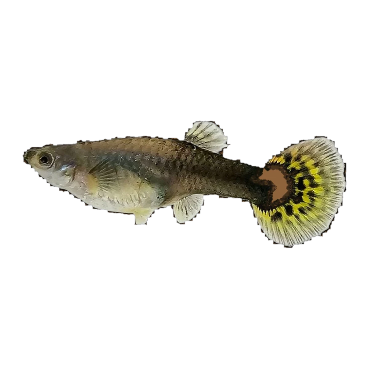 Black Body Dragon Guppy Female | Poecilia reticulata