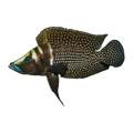 Black Calvus | Altolamprologus calvus
