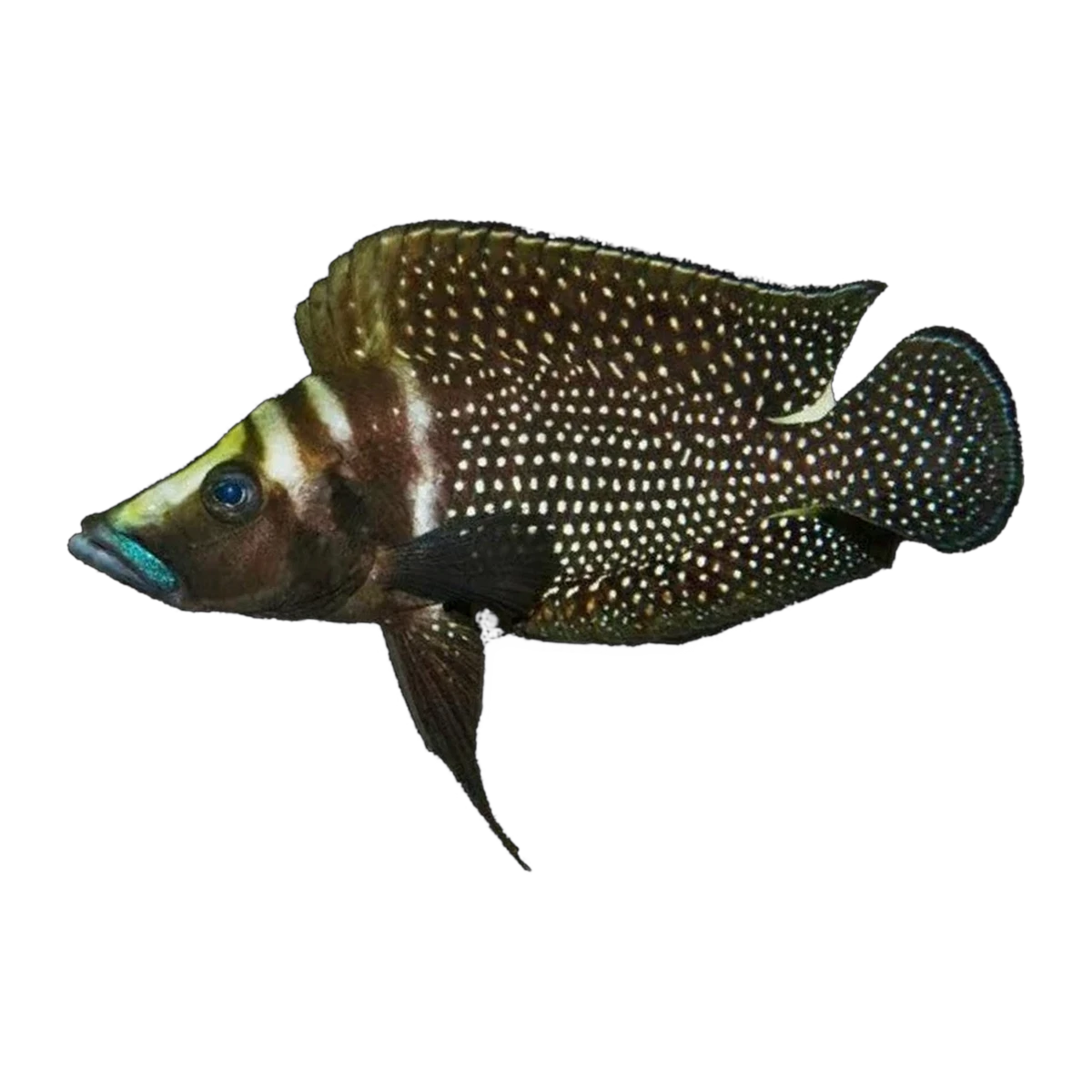 Black Calvus | Altolamprologus calvus