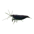 Black Cherry Shrimp