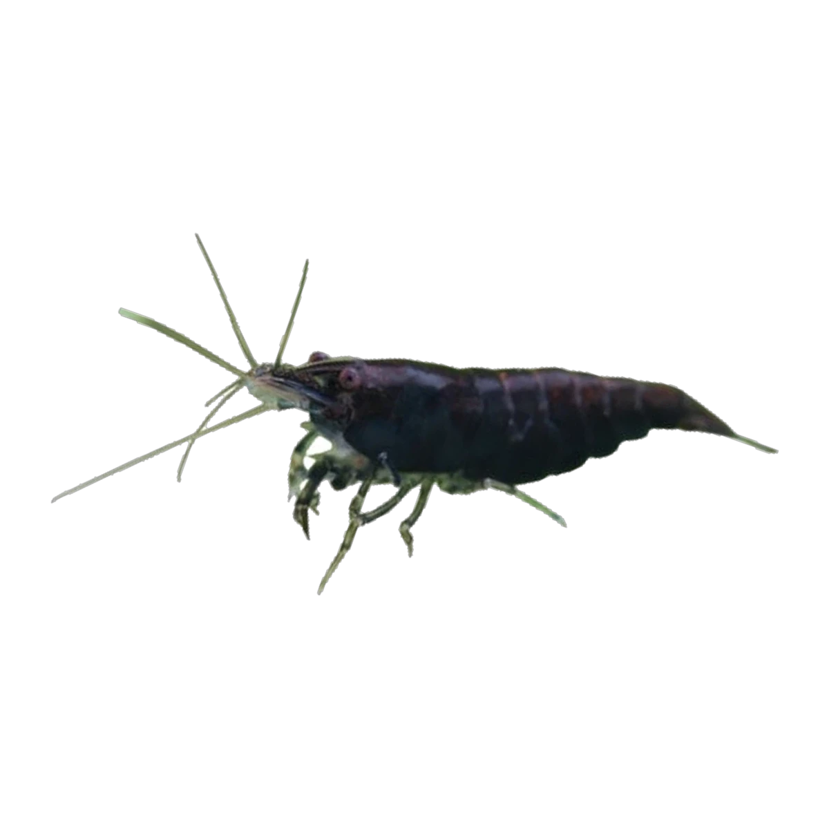 Black Cherry Shrimp
