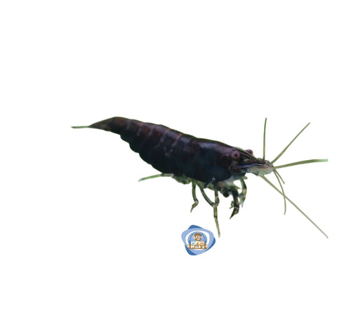 Black Cherry Shrimp