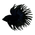 Black Crown Tail Male
