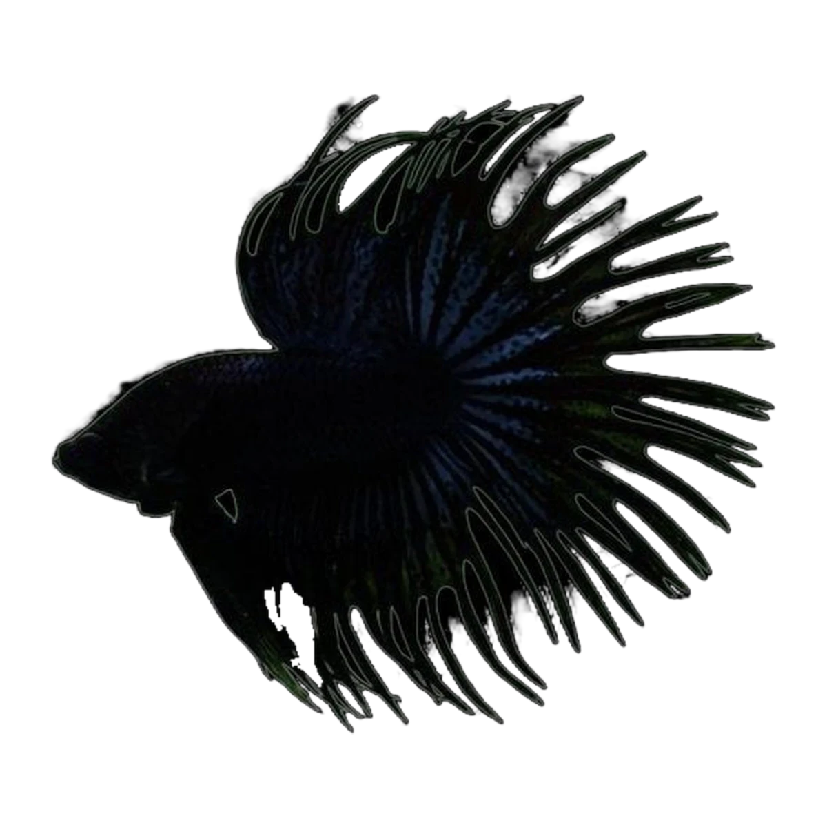 Black Crown Tail Male