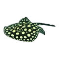 Black Diamond Stingray | Potamotrygon leopoldi