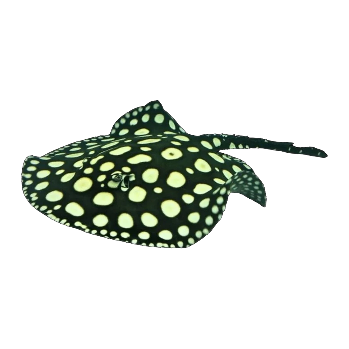 Black Diamond Stingray | Potamotrygon leopoldi