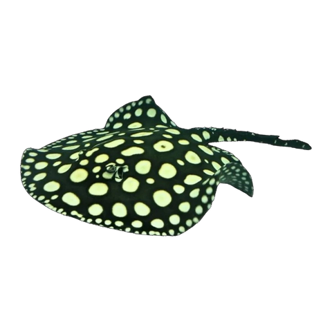 Black Diamond Stingray | Potamotrygon leopoldi
