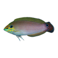 Black Eared Wrasse | Halichoeres melasmapomus