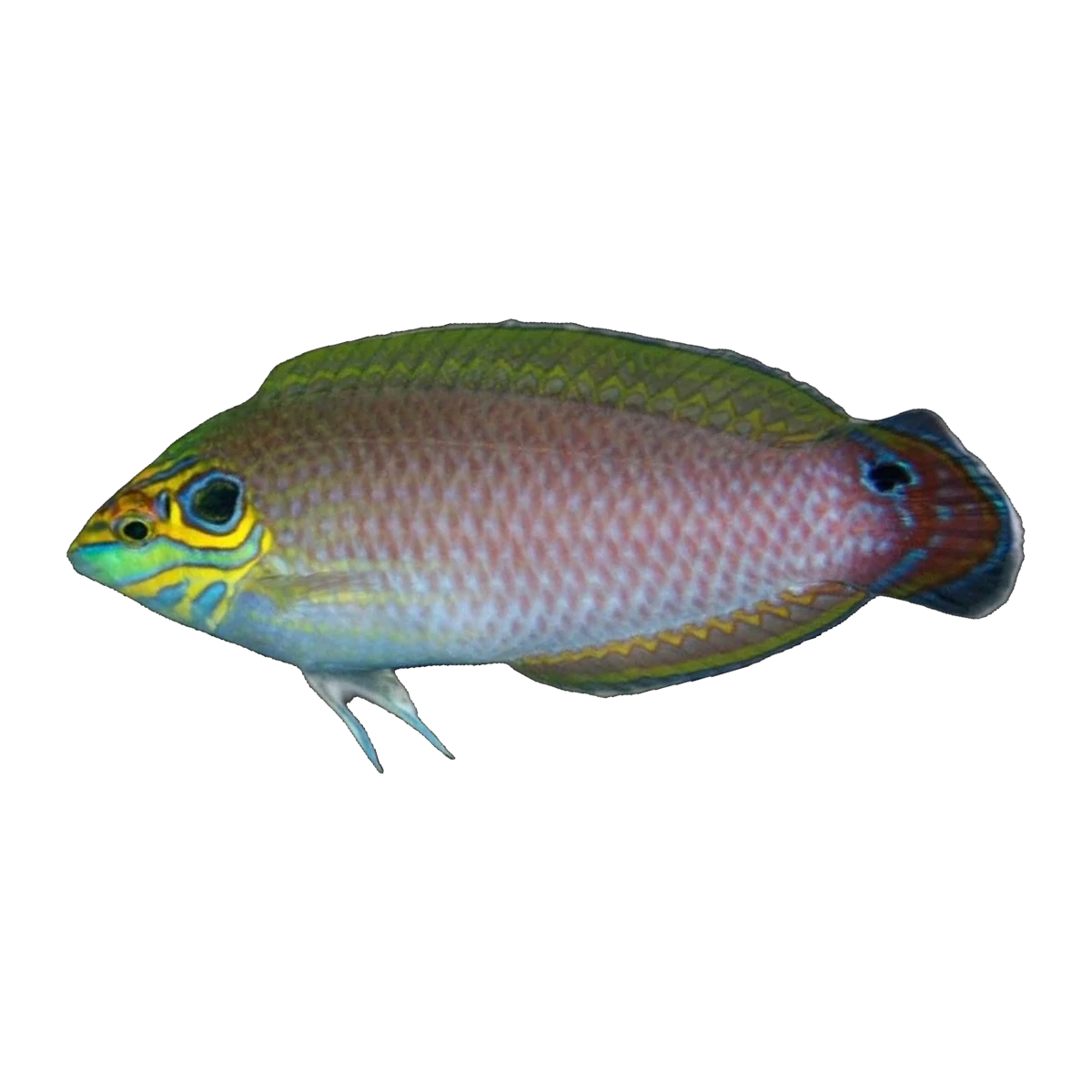 Black Eared Wrasse | Halichoeres melasmapomus
