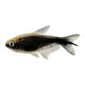 Black Emperor Tetra