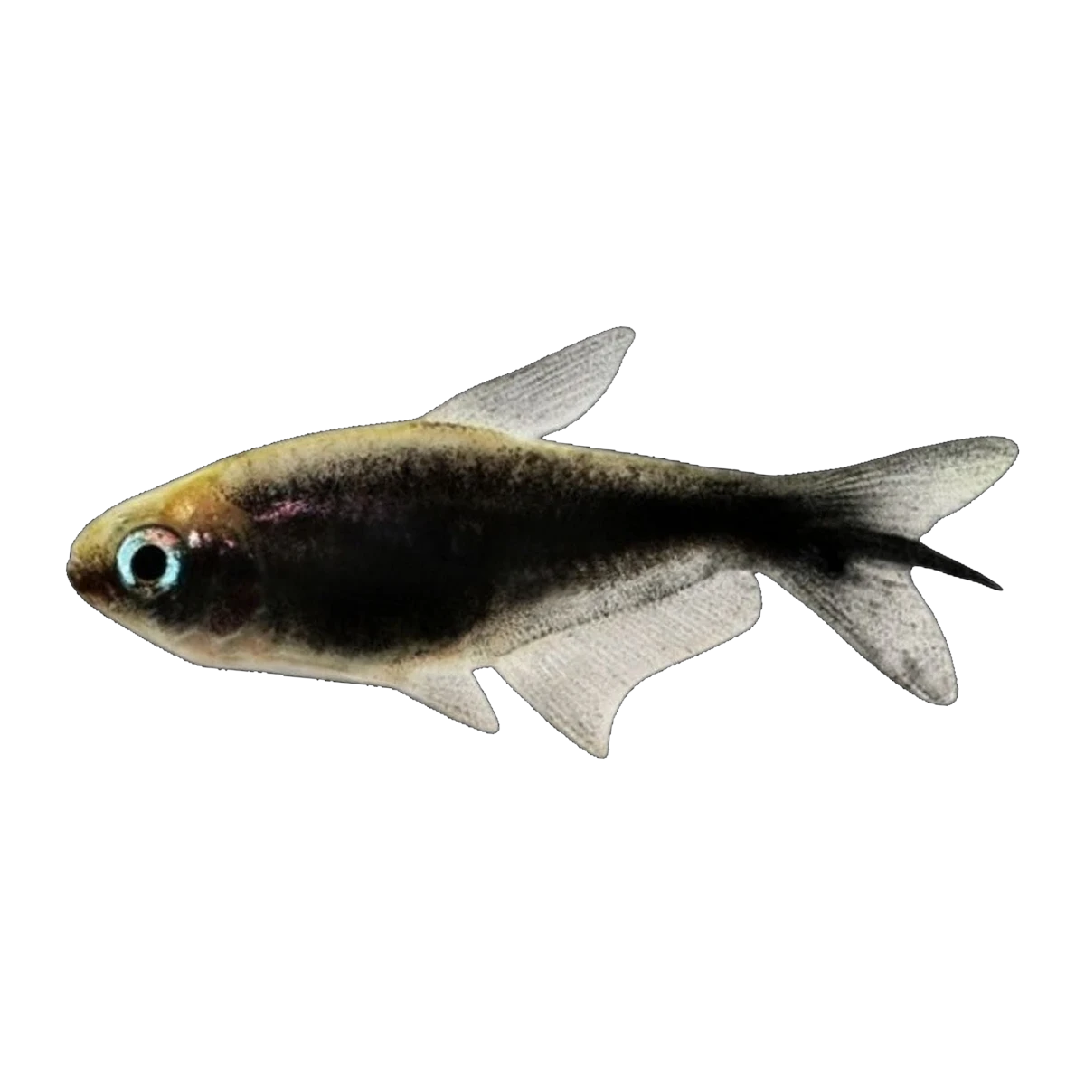 Black Emperor Tetra