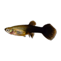 Black Female Guppy | Poecilia reticulata