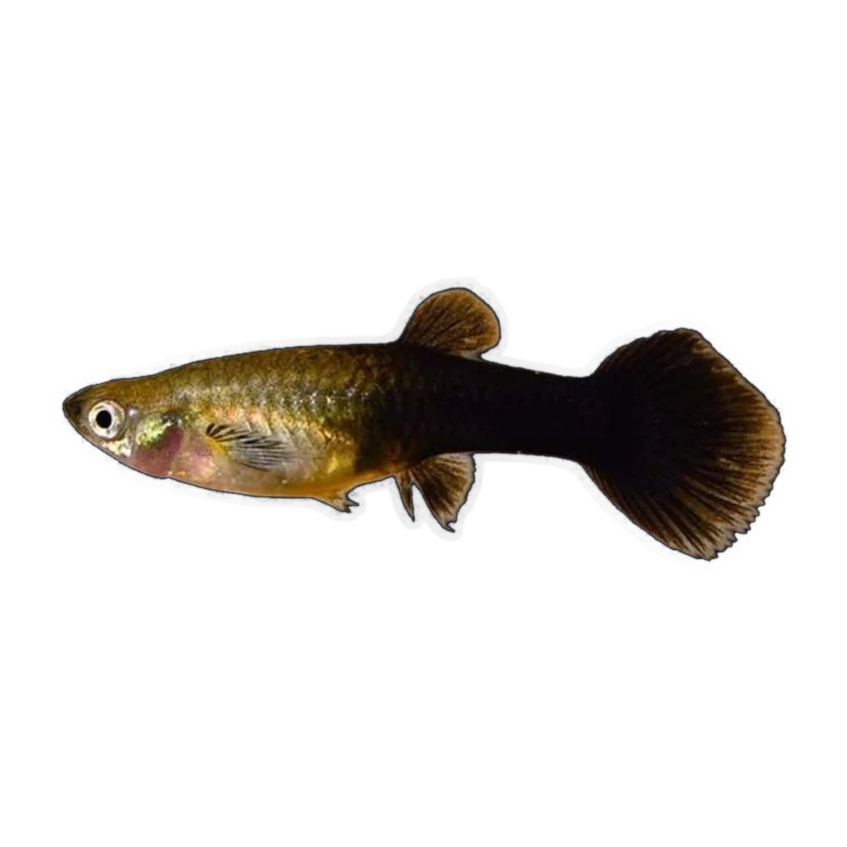 Black Female Guppy | Poecilia reticulata