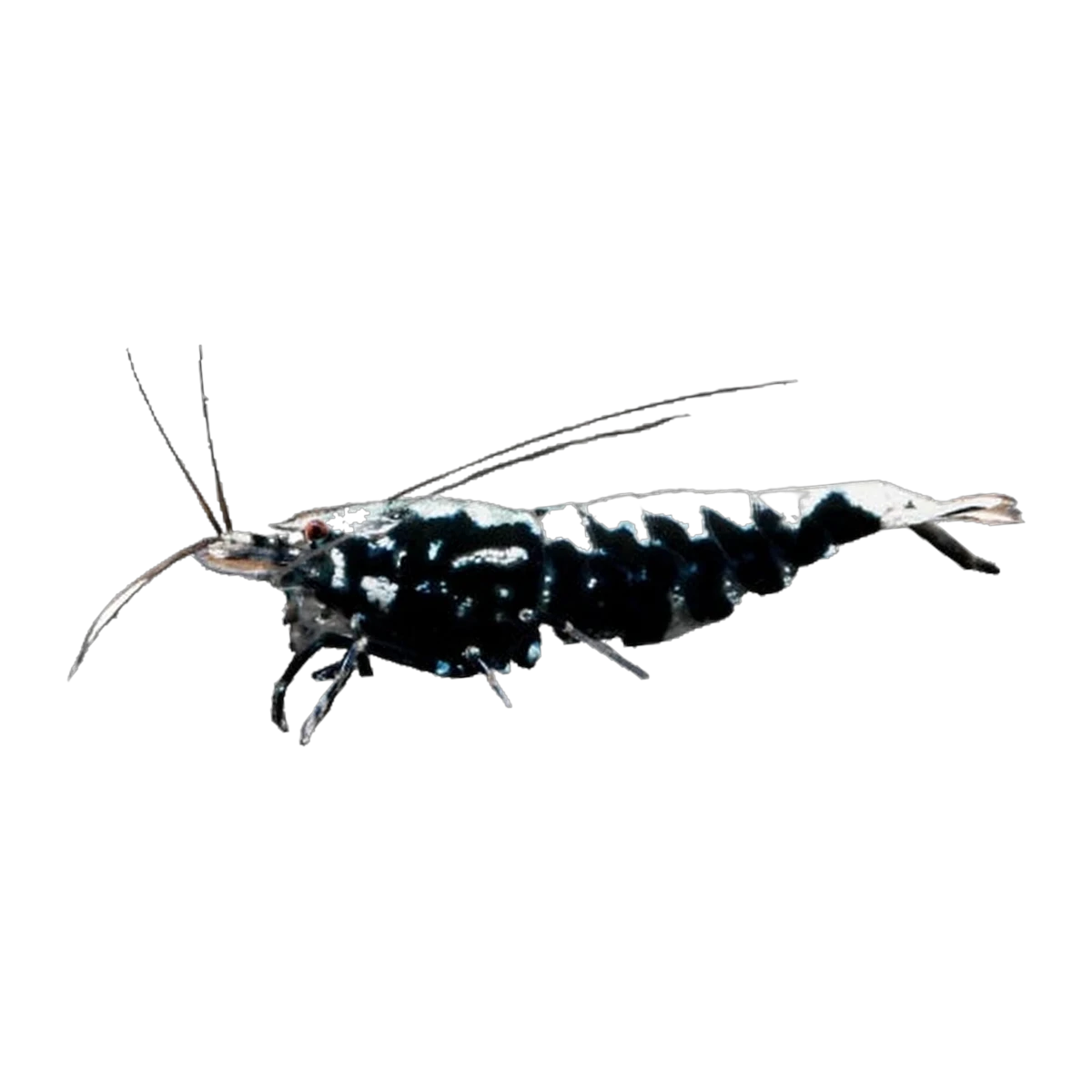 Black Fish Bone Shrimp
