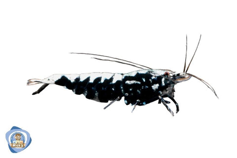 Black Fish Bone Shrimp