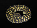 Black and Gold Jungle Python | Morelia spilota cheynei