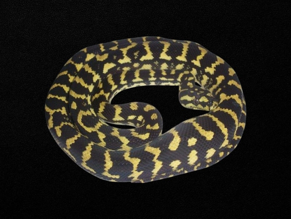 Black and Gold Jungle Python | Morelia spilota cheynei